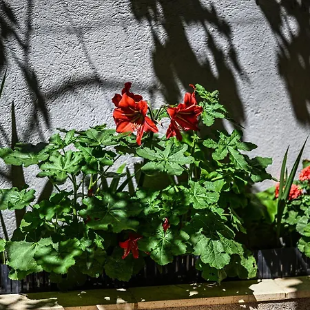 Mikuljan Apartments- Free Parking -5 Min By Walk To Homestay Stobrec